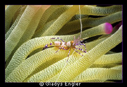 Shot this little shrimp in a pink tipped anemone in Bonai... by Gladys Engler 